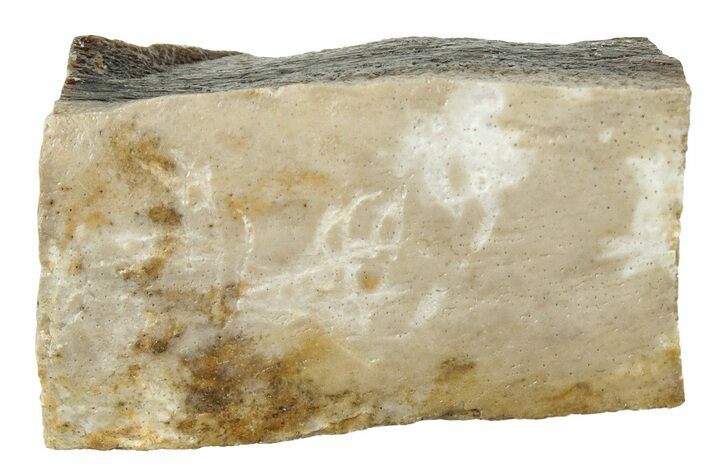 Fossil Tyrannosaur (T rex) Bone Section - Wyoming #313965